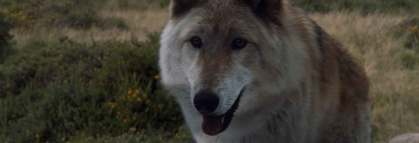 È Morto Odin, il Cane Interprete del Metalupo di Bran nella 1° Stagione di Game of Thrones