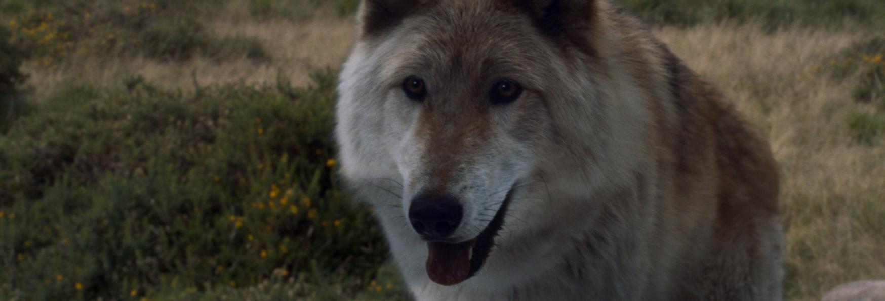 È Morto Odin, il Cane Interprete del Metalupo di Bran nella 1° Stagione di Game of Thrones