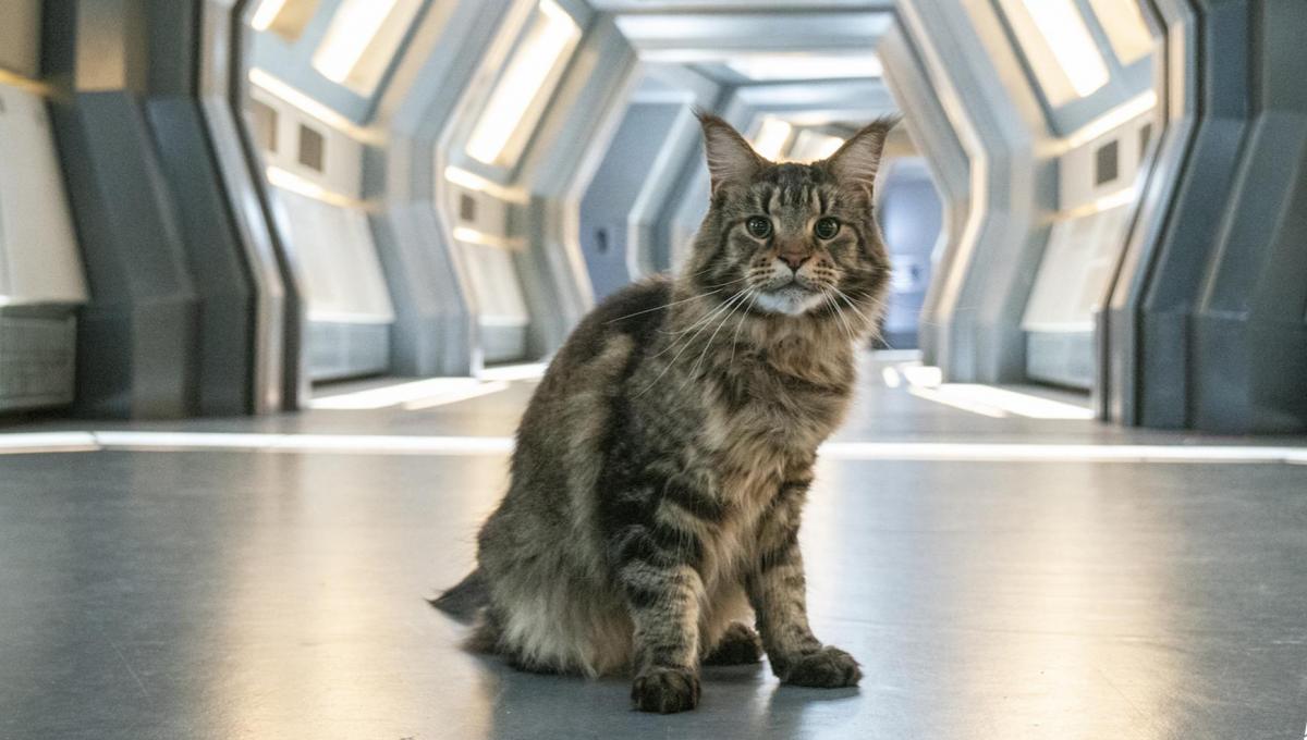 Star Trek: Discovery 3 - Ecco svelate le Origini del Gatto Ruggine