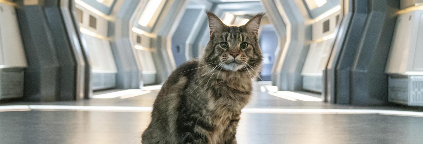 Star Trek: Discovery 3 - Ecco svelate le Origini del Gatto Ruggine