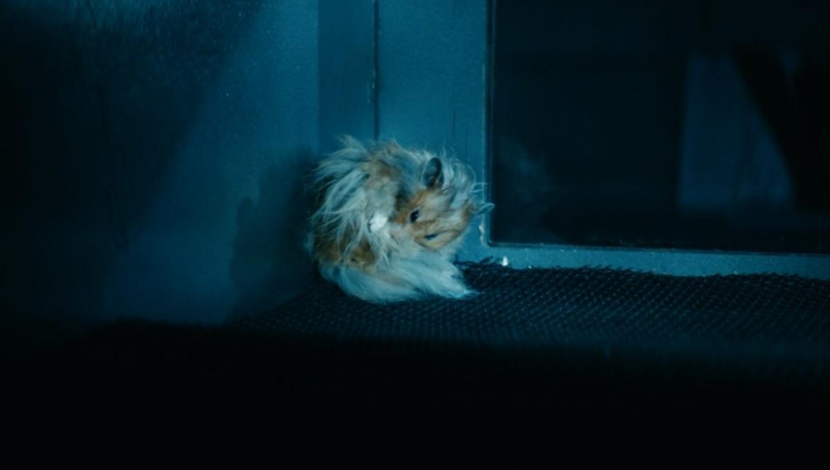 Immagine secondaria dell'articolo